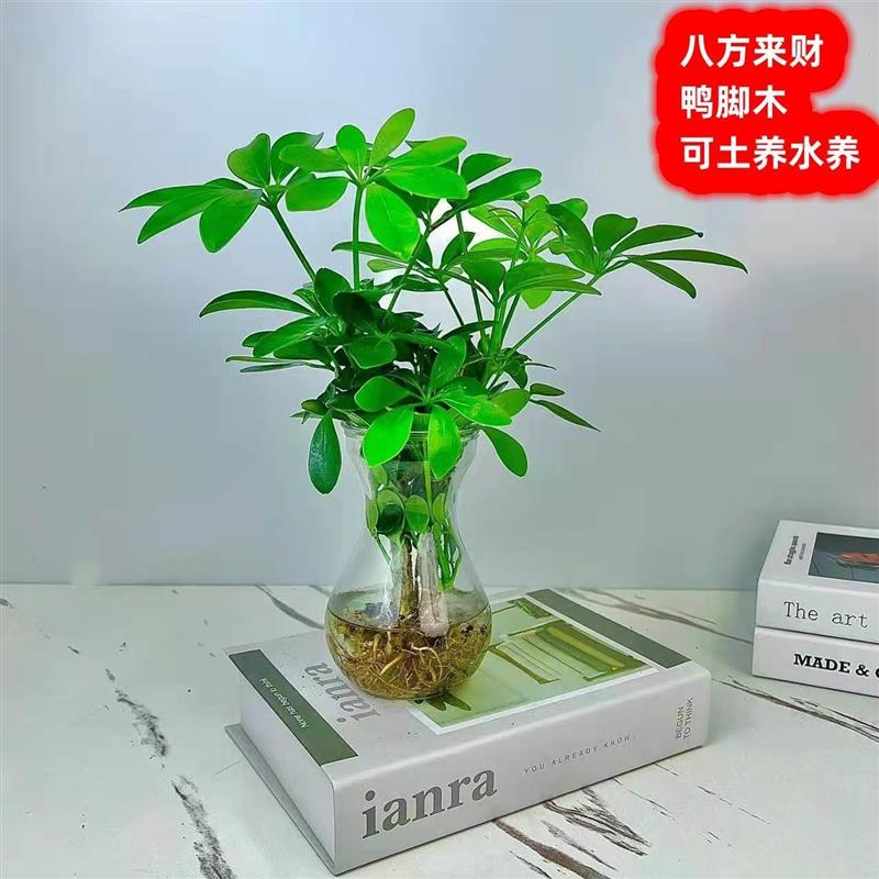 八方来财(可土培水培)八方来财盆栽鸭脚木七叶莲室内花卉绿植四季