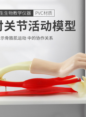 肘关节模型附肩胛骨手臂骨骼肌肉活动模型肱二三头肌初高中生物实验器材教学演示教具教师用大号仪器33224