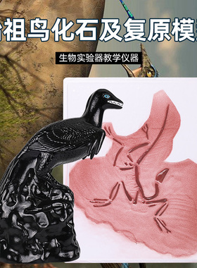 始祖鸟化石及复原模型 鸟的起源进化论古生物学教学仪器实验教具 33301