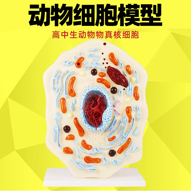 动物细胞模型 亚形态及结构显微解剖模型 教学演示仪器教具 细胞核 线粒体 高尔基 动物核糖体蛋白质