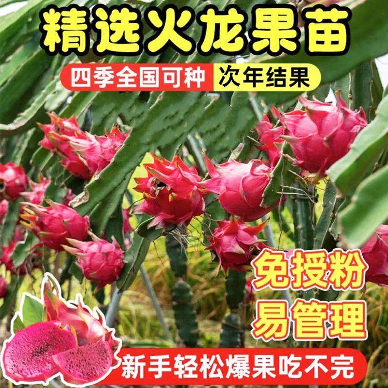 红心火龙果苗盆栽金都一号桂红龙大红龙燕窝黄皮火龙果树苗带根