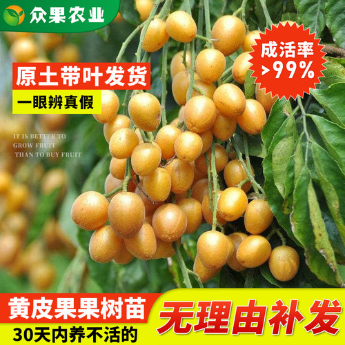 广西黑黄皮鸡心果苗贵妃嫁接苗