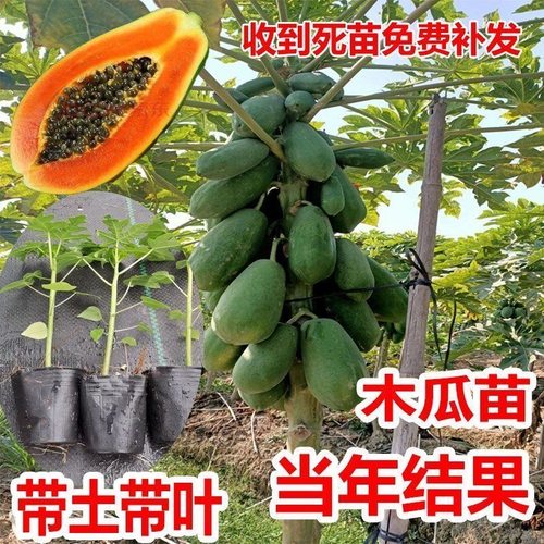 红心木瓜树苗特大庭院大青木瓜红心香甜果苗南方种四季当年结果