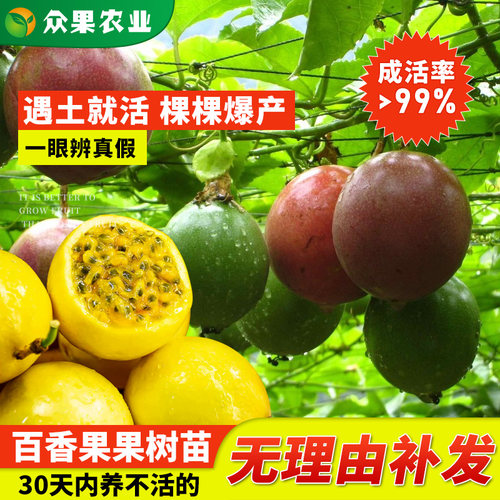 黄金百香果苗纯四季爬藤南方特大