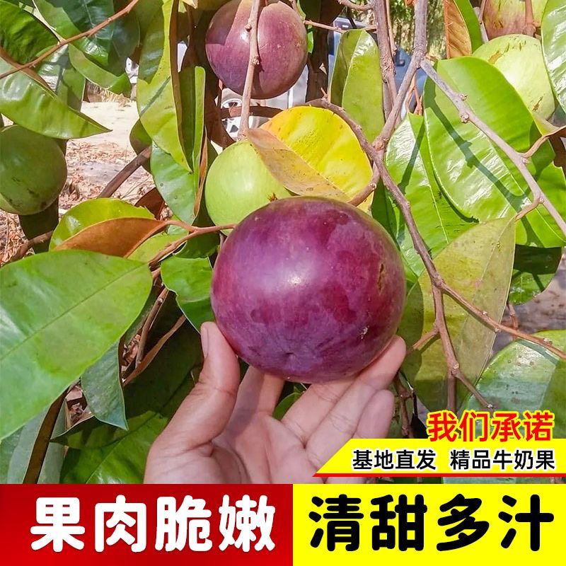 越南牛奶果嫁接苗 星苹果苗紫龙牛奶果热带果苗 金星果 树苗地栽