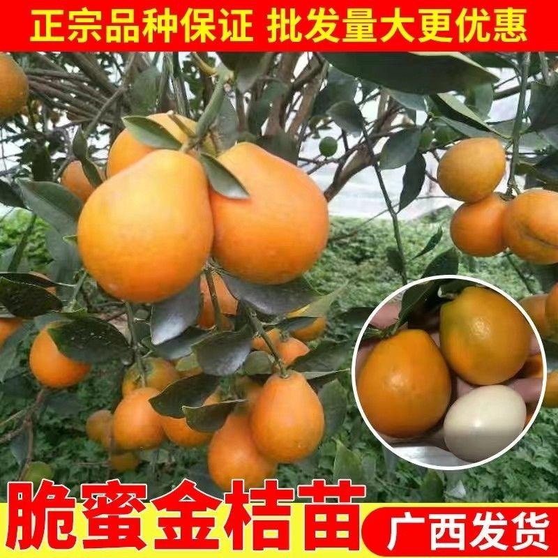 脆皮金桔柑树苗盆栽金桔子树苗