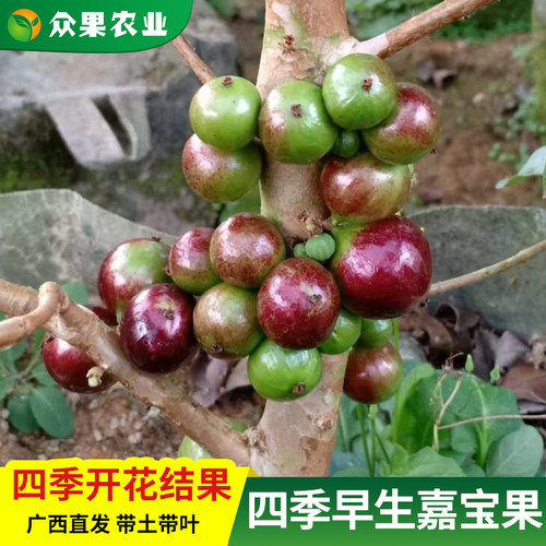 嘉宝果艾斯卡带果发货当年结果