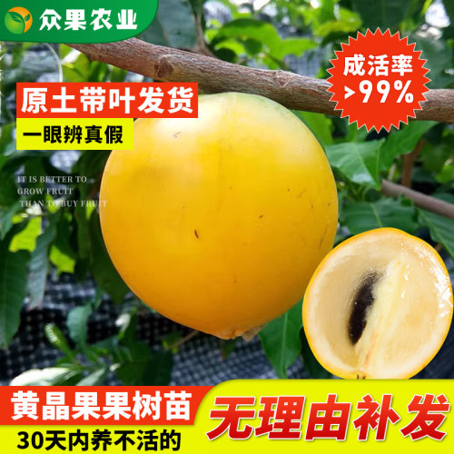 黄晶果四季冬蜜大果金大王嫁接苗