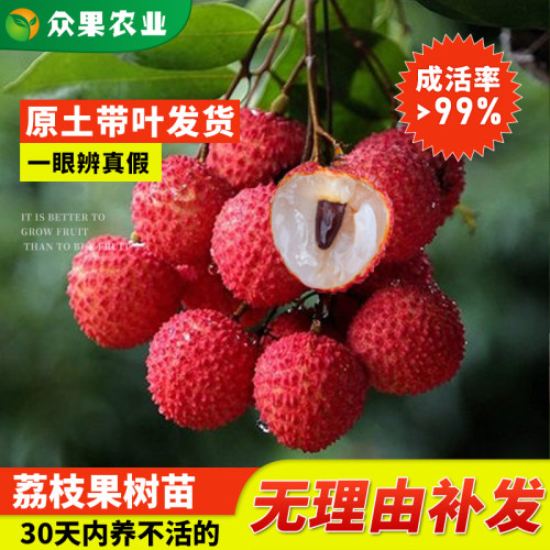 进奉荔枝苗大苗南方带土带叶嫁接