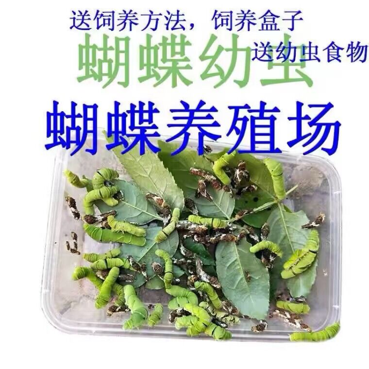 活的蝴蝶幼虫柑橘凤蝶玉带凤蝶专用新鲜全套饲养叶适合小朋友科普