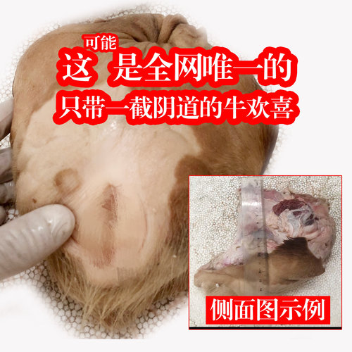 新鲜牛欢喜，黄牛母牛生殖器带管道约2斤一个，新奇食材懂的都懂
