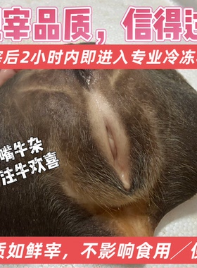 【顺丰速运】新鲜牛欢喜整套，黄牛水牛母牛生殖系统，带阴道子宫