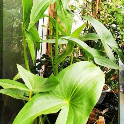 茨菇苗慈姑苗水培阳台户外茨慈菇苗水族水草装饰净化鱼缸净化空气