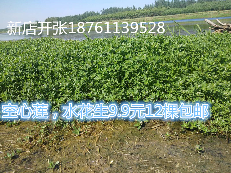 池塘水生植物水花生苗又名空心莲养鱼虾蟹水草水花生苗枝叶水草苗