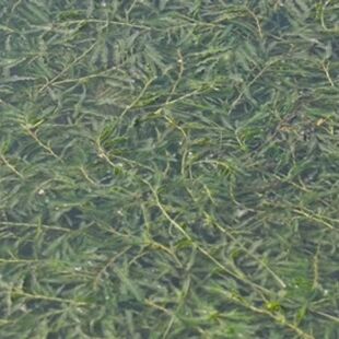 现菹草种籽石芽麦黄草种虾草虾藻虾蟹养殖环保用草河道沼泽过滤