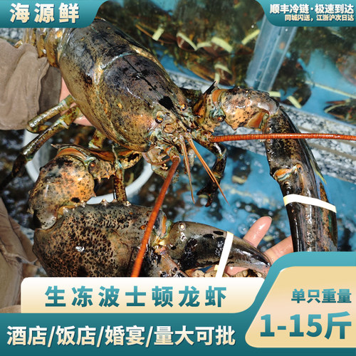 进口波士顿大龙虾鲜活冷冻波龙