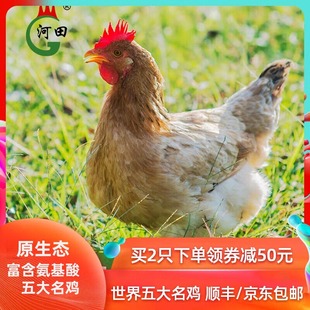 河田鸡福建长汀河田土鸡农家散养老母鸡小母鸡公鸡草鸡阉鸡走地鸡