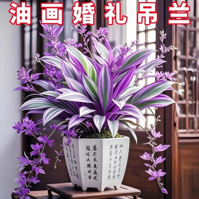 油画婚礼吊兰盆栽新手易养加湿图片