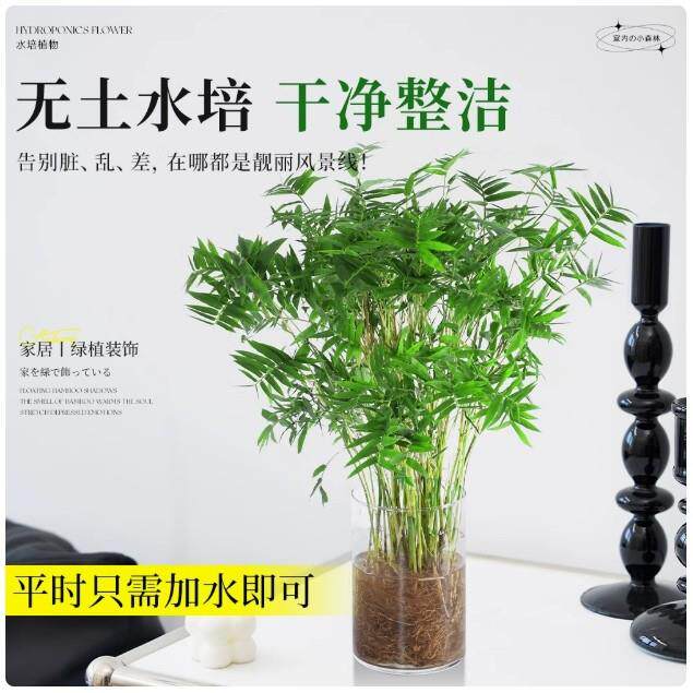 水培米竹盆栽室内水养植物观音竹富贵竹南天竹四季懒人绿植好养活