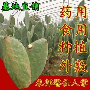 米邦塔仙人掌药用可食用种植美容嫁接内服外敷果食用种苗