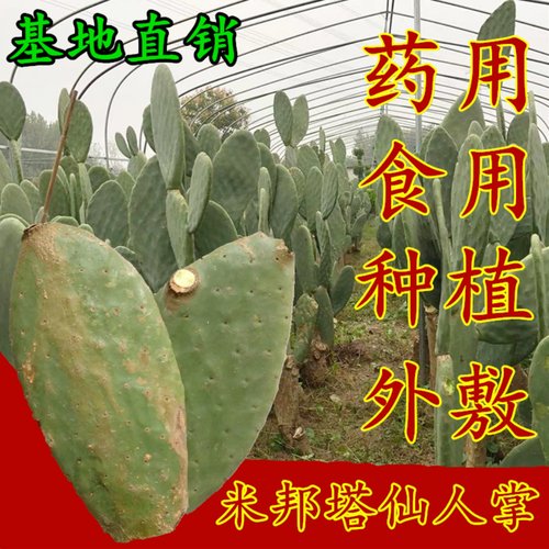 米邦塔药用可食用种植多肉植物