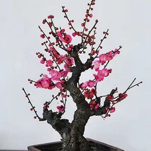 红梅老桩盆栽梅花盆景原生骨里红盆景朱砂梅腊梅阳台庭院耐寒植物