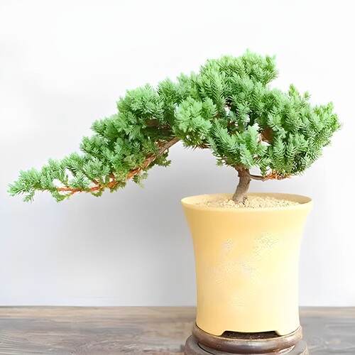 迎客松盆景老桩盆栽室内客厅