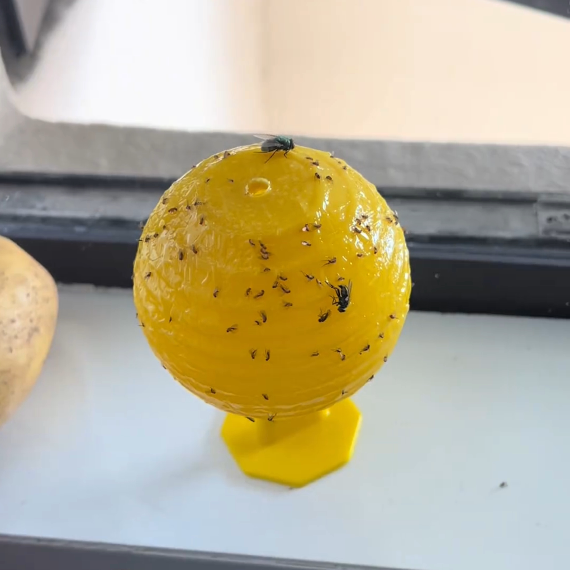 果蝇诱捕器去室内小飞虫灭杀利器克星蚊蠓虫厨房水果店诱粘苍蝇球