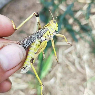 全公蚂蚱活虫东亚飞蝗包邮蚱蜢油炸鲜草养殖虫四龄虫全母蚂蚱