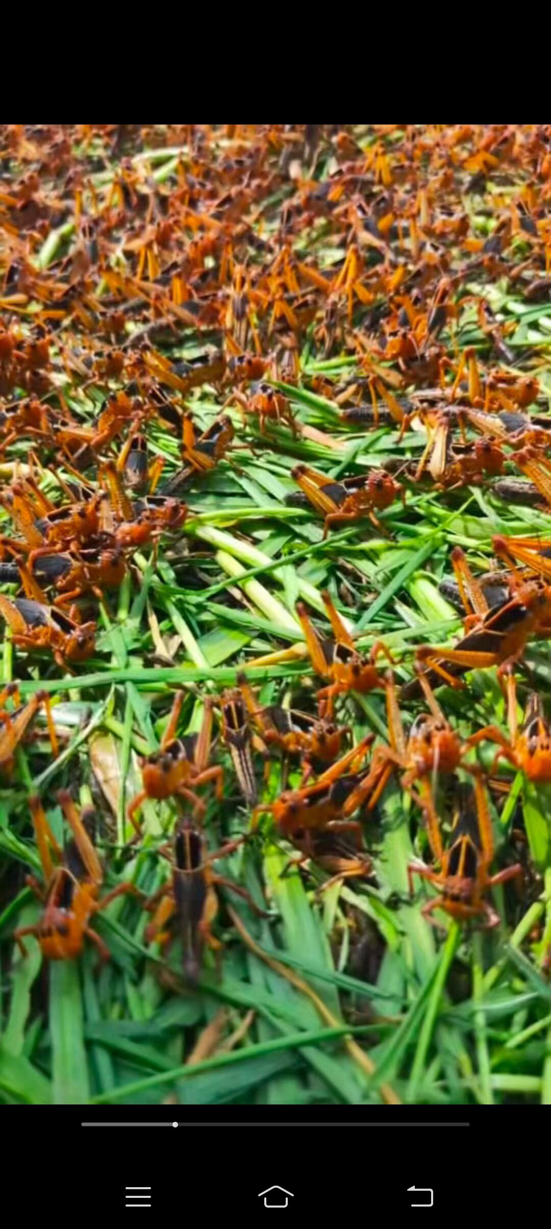 云南东亚飞蝗鲜活三四龄活虫蚂蚱画眉爬虫鱼胡峰饲料包活80%专用