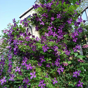 鸣翔园艺铁线莲波兰精神三类晚花花墙拱门爬藤植物盆栽阳台花园
