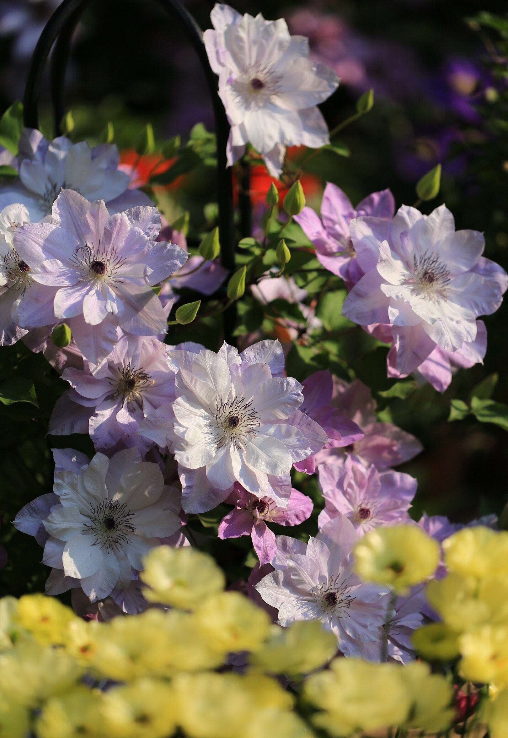 铁线莲f系三类晚花1加仑中苗花苗阳台庭院室外楼顶爬藤植物盆栽