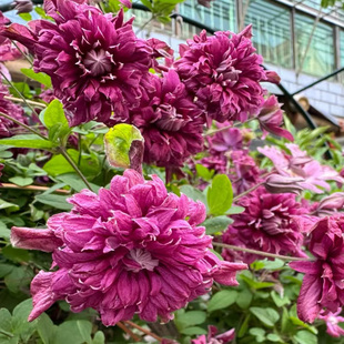 铁线莲 典雅紫三类爬藤花卉 阳台庭院盆栽花苗耐热耐寒易成活