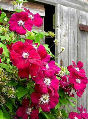 鸣翔园艺铁线莲中国红二类早花组红色攀爬藤庭院阳台植物盆栽花苗