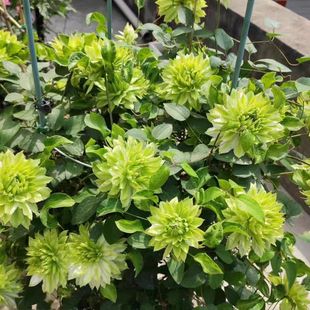 铁线莲风之森林二类早花重瓣大花阳台庭院盆栽爬藤植物花卉花苗