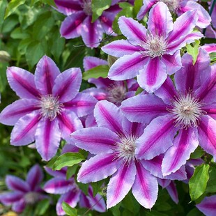 鸣翔园艺鲁佩尔博士铁线莲大花丰花攀援爬藤花苗阳台庭院植物盆栽