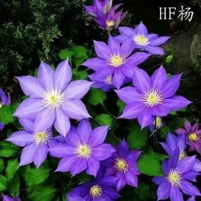 铁线莲HF杨早花组爬藤植物花卉