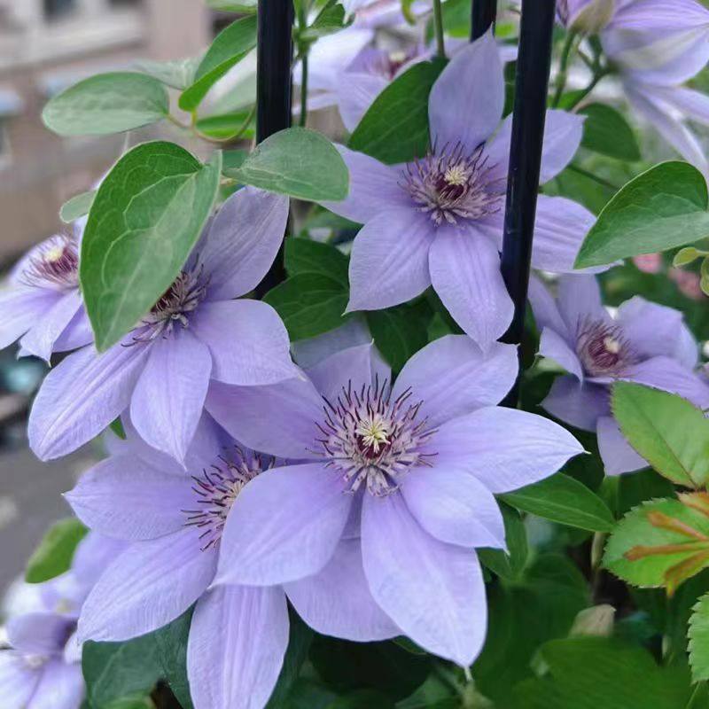 鸣翔园艺铁线莲伯纳迪恩矮生大道铁爬藤垂吊植物盆栽阳台庭院花苗,鲜花速递/花卉仿真/绿植园艺,绣球/木绣球/木本植物,淘宝优惠券,粉丝福利购,淘宝优惠卷