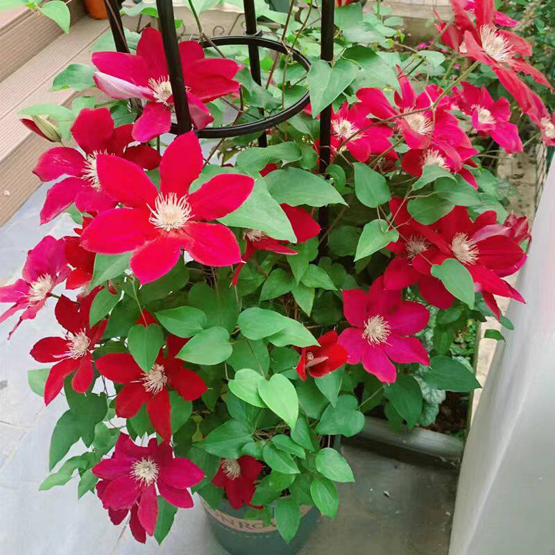 鸣翔园艺瑞贝卡早花组二类铁线莲攀援爬藤花苗阳台庭院植物盆栽