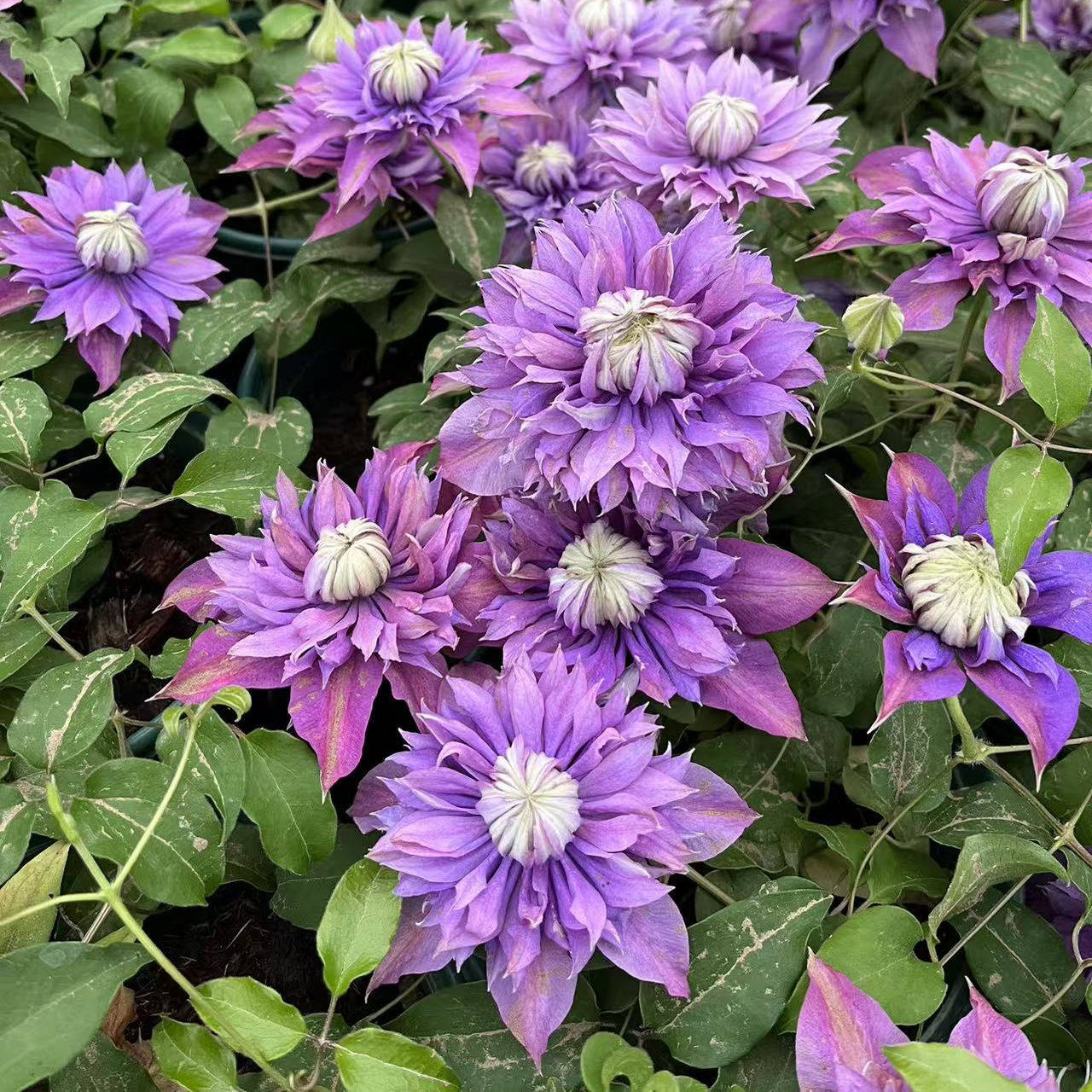 鸣翔园艺魔法喷泉铁线莲重瓣攀援爬藤花苗阳台庭院植物盆栽花卉,鲜花速递/花卉仿真/绿植园艺,绣球/木绣球/木本植物,淘宝优惠券,粉丝福利购,淘宝优惠卷