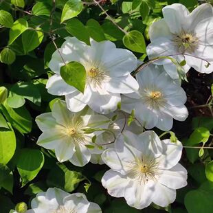 鸣翔园艺铁线莲格恩西岛早花组二类爬藤植物盆栽花苗阳台庭院楼顶