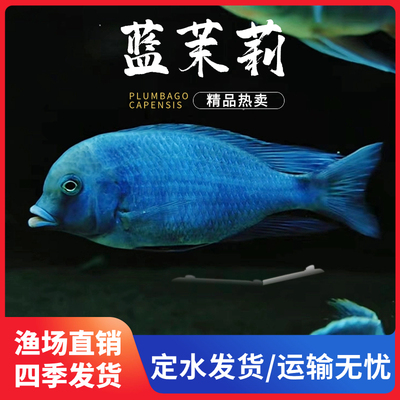 蓝茉莉鱼淡水海豚鱼蓝茉莉鱼三湖鲷鱼热带观赏鱼新手入门易养耐活