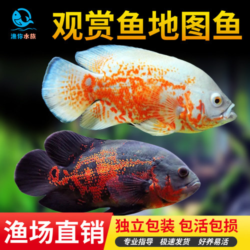 猪仔长尾中大型宠物热带观赏鱼