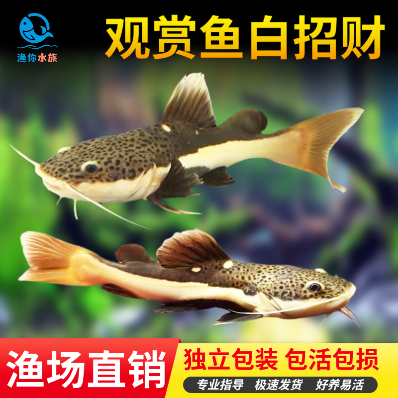 招财猫大型观赏鱼鱼热鱼