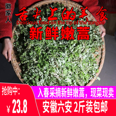 新鲜蒿子安徽六安大别山特产野菜食用嫩蒿子现采现发蒿子粑粑青团