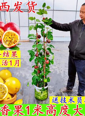 1米大苗】黄金百香果树果苗纯甜阳台庭院盆栽爬藤四季结果