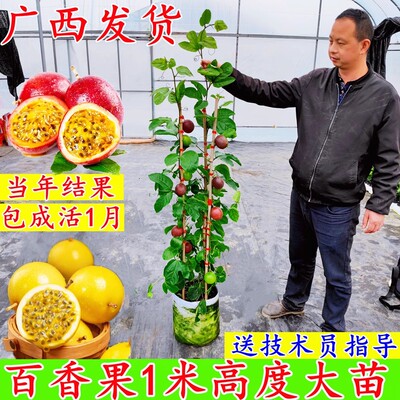 1米大苗】黄金百香果树果苗纯甜阳台庭院盆栽爬藤四季结果