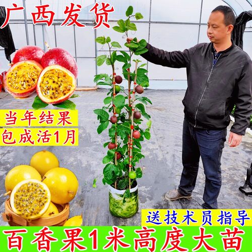 1米大苗】黄金百香果树果苗纯甜阳台庭院盆栽爬藤四季结果