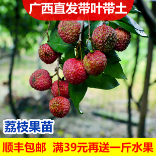 荔枝树苗妃子笑无核A4嫁接果树果苗桂味糯米糍白糖罂鸡嘴荔三月红