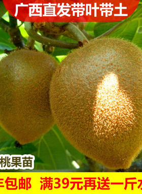 红心嫁接苗当年结果软枣猕猴桃
